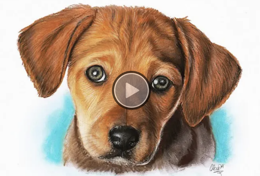 Hand-drawn dog video timelapse